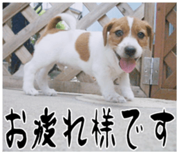 MIEDOG Jack Russell terrier sticker 17 sticker #15614260