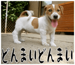 MIEDOG Jack Russell terrier sticker 17 sticker #15614261