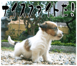 MIEDOG Jack Russell terrier sticker 17 sticker #15614262
