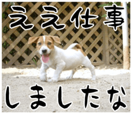MIEDOG Jack Russell terrier sticker 17 sticker #15614263