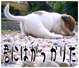 MIEDOG Jack Russell terrier sticker 17 sticker #15614264