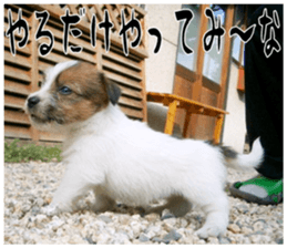 MIEDOG Jack Russell terrier sticker 17 sticker #15614265