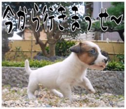 MIEDOG Jack Russell terrier sticker 17 sticker #15614266