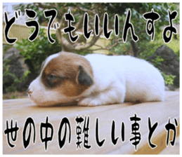 MIEDOG Jack Russell terrier sticker 17 sticker #15614267
