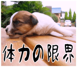 MIEDOG Jack Russell terrier sticker 17 sticker #15614268