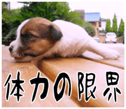 MIEDOG Jack Russell terrier sticker 17 sticker #15614268