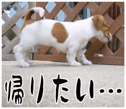 MIEDOG Jack Russell terrier sticker 17 sticker #15614269