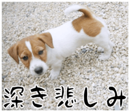 MIEDOG Jack Russell terrier sticker 17 sticker #15614270
