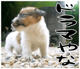 MIEDOG Jack Russell terrier sticker 17 sticker #15614271