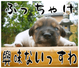 MIEDOG Jack Russell terrier sticker 17 sticker #15614272