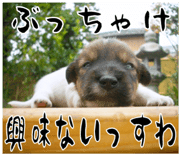 MIEDOG Jack Russell terrier sticker 17 sticker #15614272