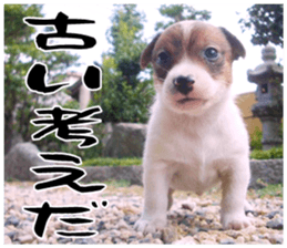 MIEDOG Jack Russell terrier sticker 17 sticker #15614273