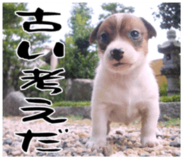 MIEDOG Jack Russell terrier sticker 17 sticker #15614273