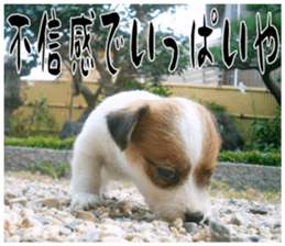 MIEDOG Jack Russell terrier sticker 17 sticker #15614274