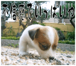 MIEDOG Jack Russell terrier sticker 17 sticker #15614274