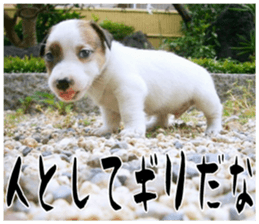 MIEDOG Jack Russell terrier sticker 17 sticker #15614275