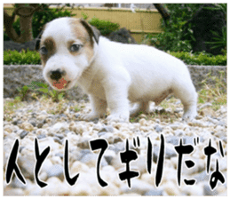 MIEDOG Jack Russell terrier sticker 17 sticker #15614275