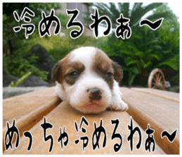 MIEDOG Jack Russell terrier sticker 17 sticker #15614276