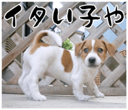MIEDOG Jack Russell terrier sticker 17 sticker #15614277