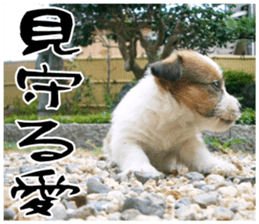 MIEDOG Jack Russell terrier sticker 17 sticker #15614278