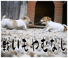 MIEDOG Jack Russell terrier sticker 17 sticker #15614279
