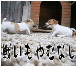 MIEDOG Jack Russell terrier sticker 17 sticker #15614279