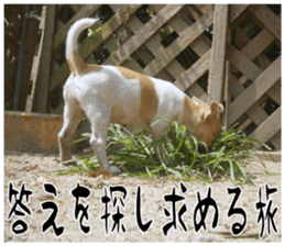 MIEDOG Jack Russell terrier sticker 17 sticker #15614280