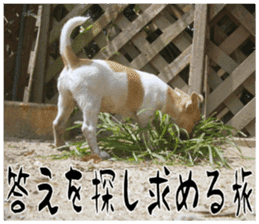 MIEDOG Jack Russell terrier sticker 17 sticker #15614280