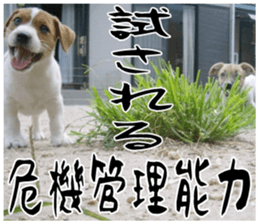 MIEDOG Jack Russell terrier sticker 17 sticker #15614281