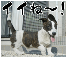 MIEDOG Welsh Corgi Cardigan sticker 11 sticker #15614492