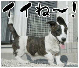 MIEDOG Welsh Corgi Cardigan sticker 11 sticker #15614492