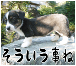 MIEDOG Welsh Corgi Cardigan sticker 11 sticker #15614494