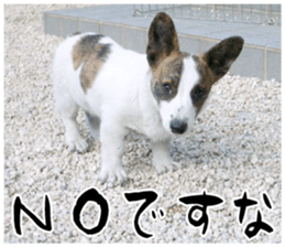 MIEDOG Welsh Corgi Cardigan sticker 11 sticker #15614496