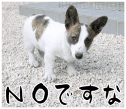 MIEDOG Welsh Corgi Cardigan sticker 11 sticker #15614496