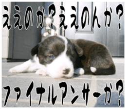 MIEDOG Welsh Corgi Cardigan sticker 11 sticker #15614498