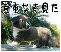 MIEDOG Welsh Corgi Cardigan sticker 11 sticker #15614501