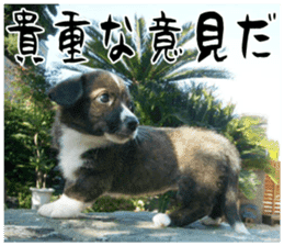 MIEDOG Welsh Corgi Cardigan sticker 11 sticker #15614501