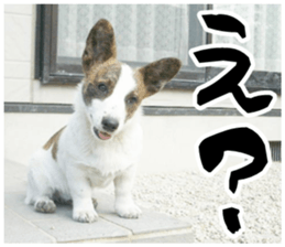 MIEDOG Welsh Corgi Cardigan sticker 11 sticker #15614503