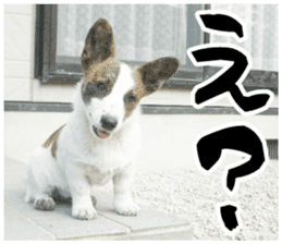 MIEDOG Welsh Corgi Cardigan sticker 11 sticker #15614503