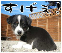 MIEDOG Welsh Corgi Cardigan sticker 11 sticker #15614504