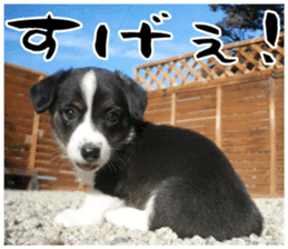 MIEDOG Welsh Corgi Cardigan sticker 11 sticker #15614504