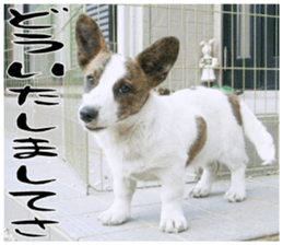 MIEDOG Welsh Corgi Cardigan sticker 11 sticker #15614506