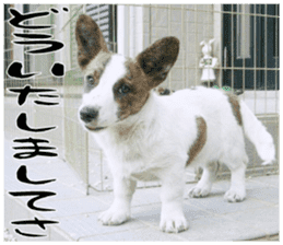 MIEDOG Welsh Corgi Cardigan sticker 11 sticker #15614506