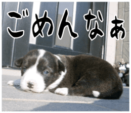 MIEDOG Welsh Corgi Cardigan sticker 11 sticker #15614507