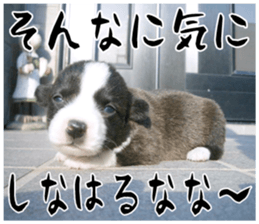 MIEDOG Welsh Corgi Cardigan sticker 11 sticker #15614508