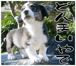 MIEDOG Welsh Corgi Cardigan sticker 11 sticker #15614510