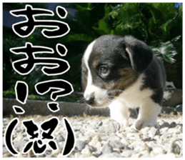 MIEDOG Welsh Corgi Cardigan sticker 11 sticker #15614511