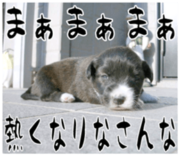 MIEDOG Welsh Corgi Cardigan sticker 11 sticker #15614512