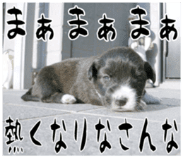 MIEDOG Welsh Corgi Cardigan sticker 11 sticker #15614512