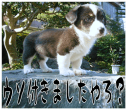 MIEDOG Welsh Corgi Cardigan sticker 11 sticker #15614514